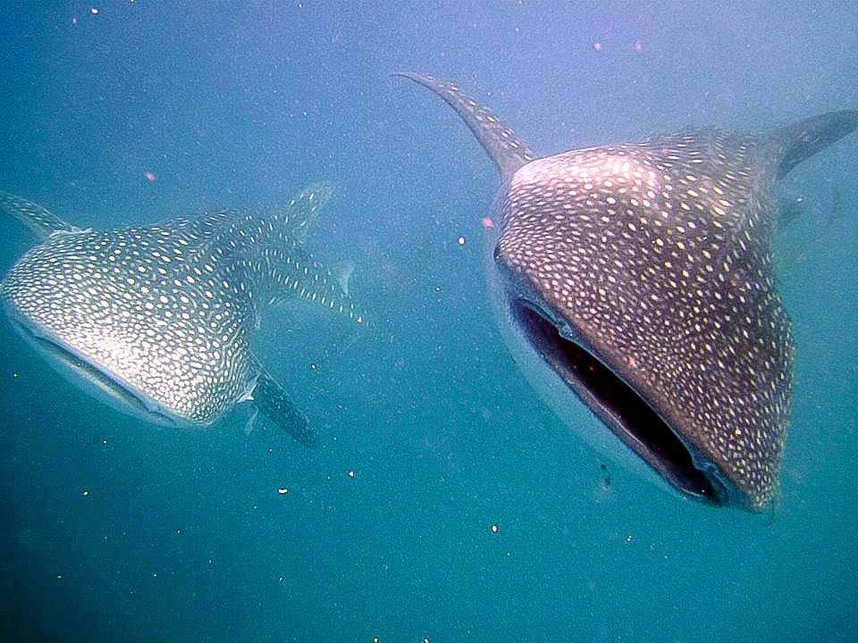 Whaleshark-duo