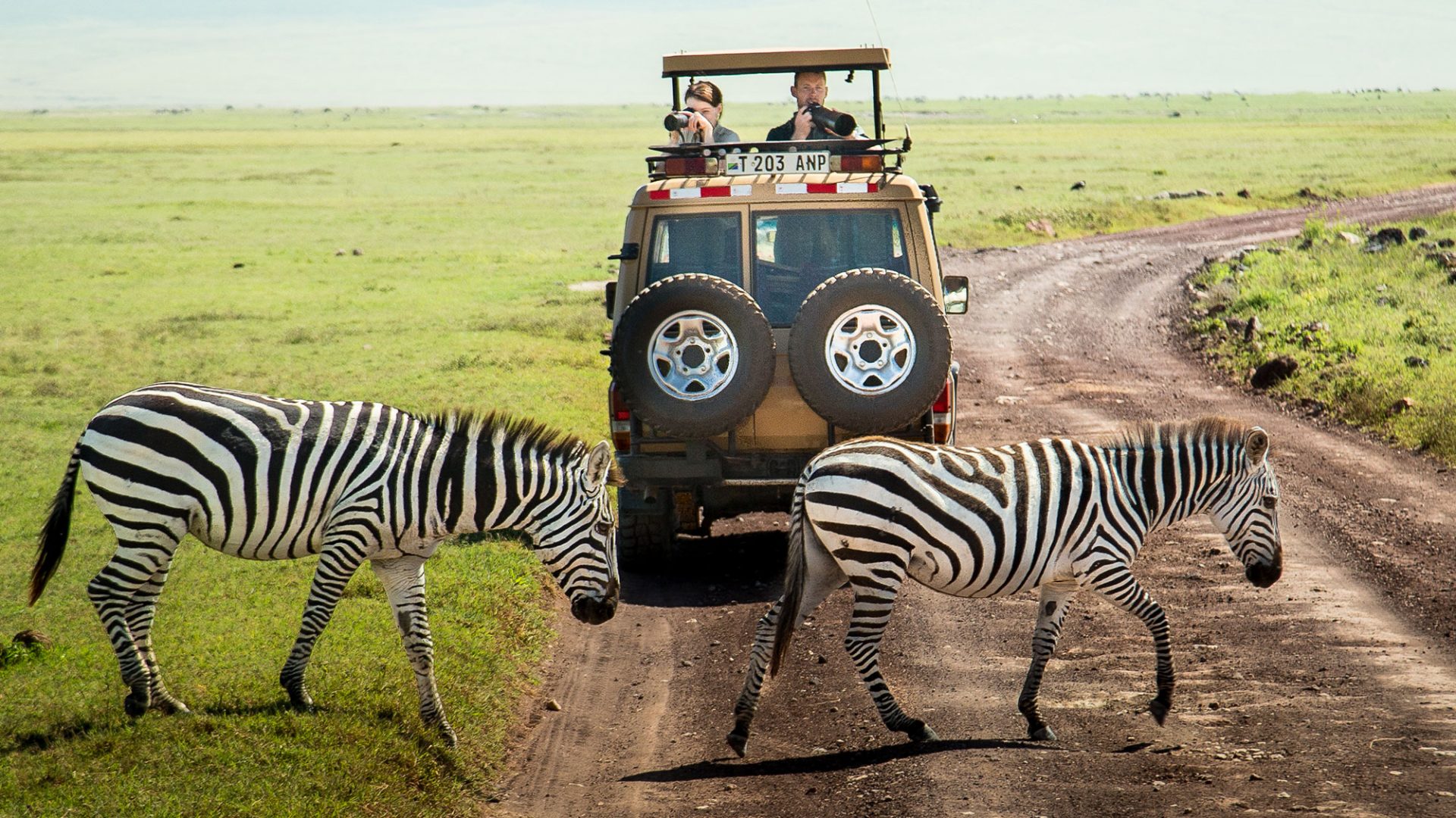 Zebra Safaris