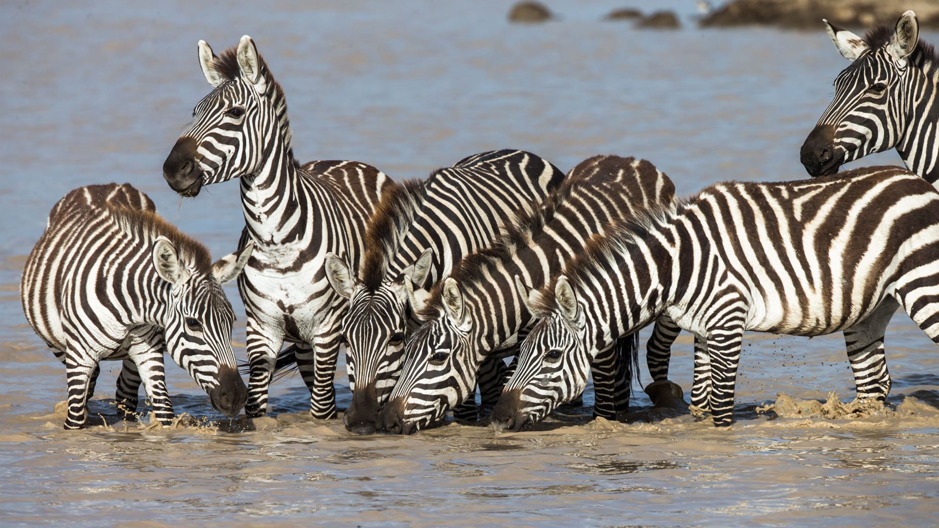 Zebras