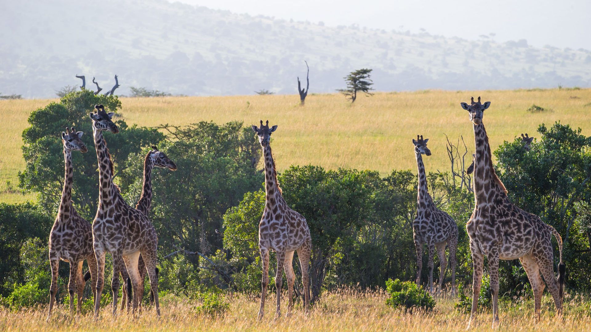 giraffe-on-a-tanzania-safari-with-andbeyond-1-1920x1080