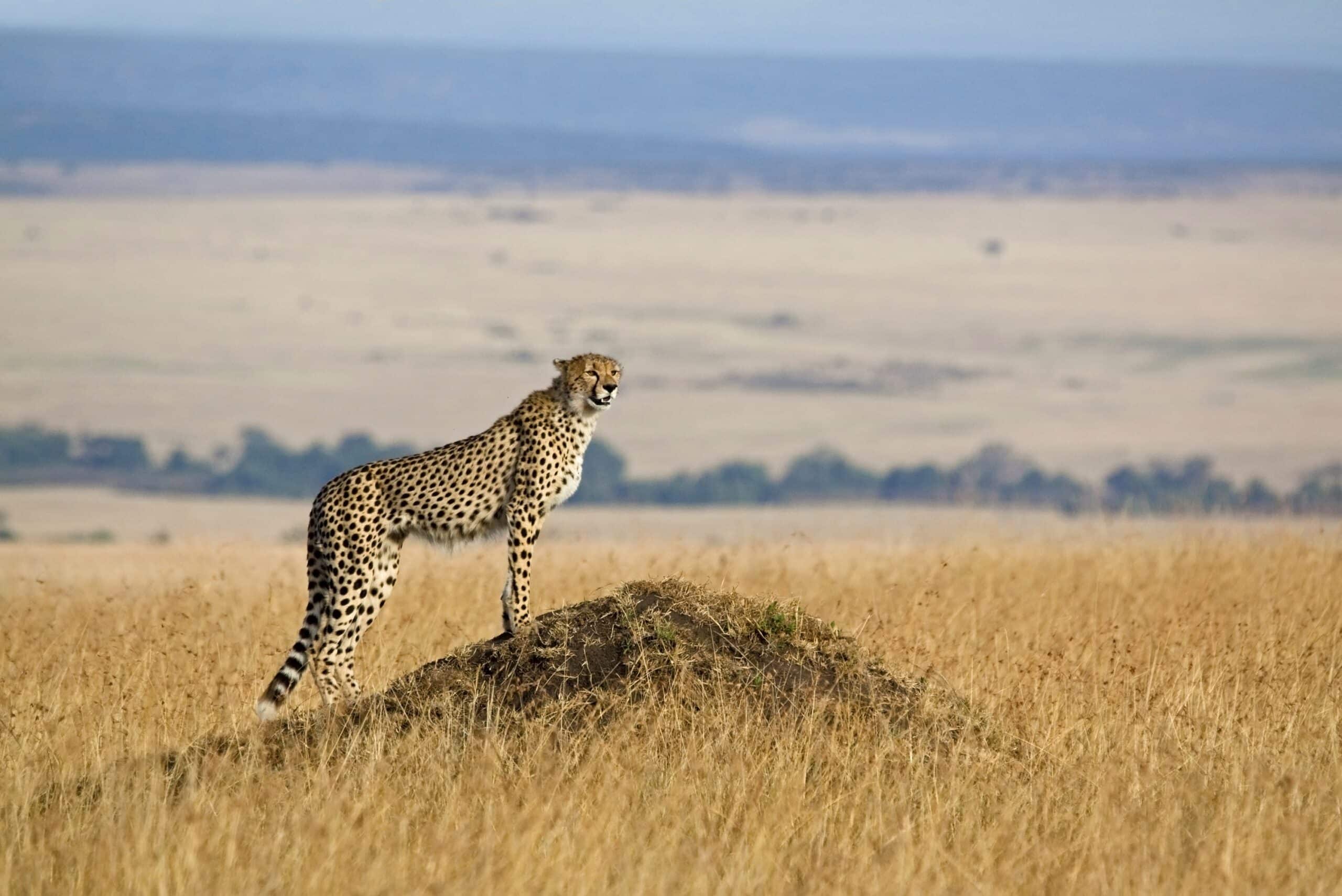 Lone cheetah looking out over the open savannah in nice evening light - Masai Mara national reserve, Kenya
