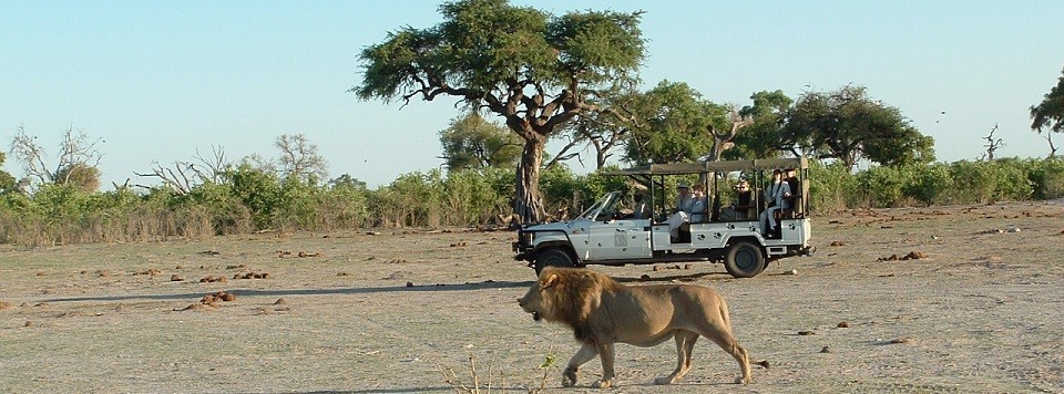 jeep_lion