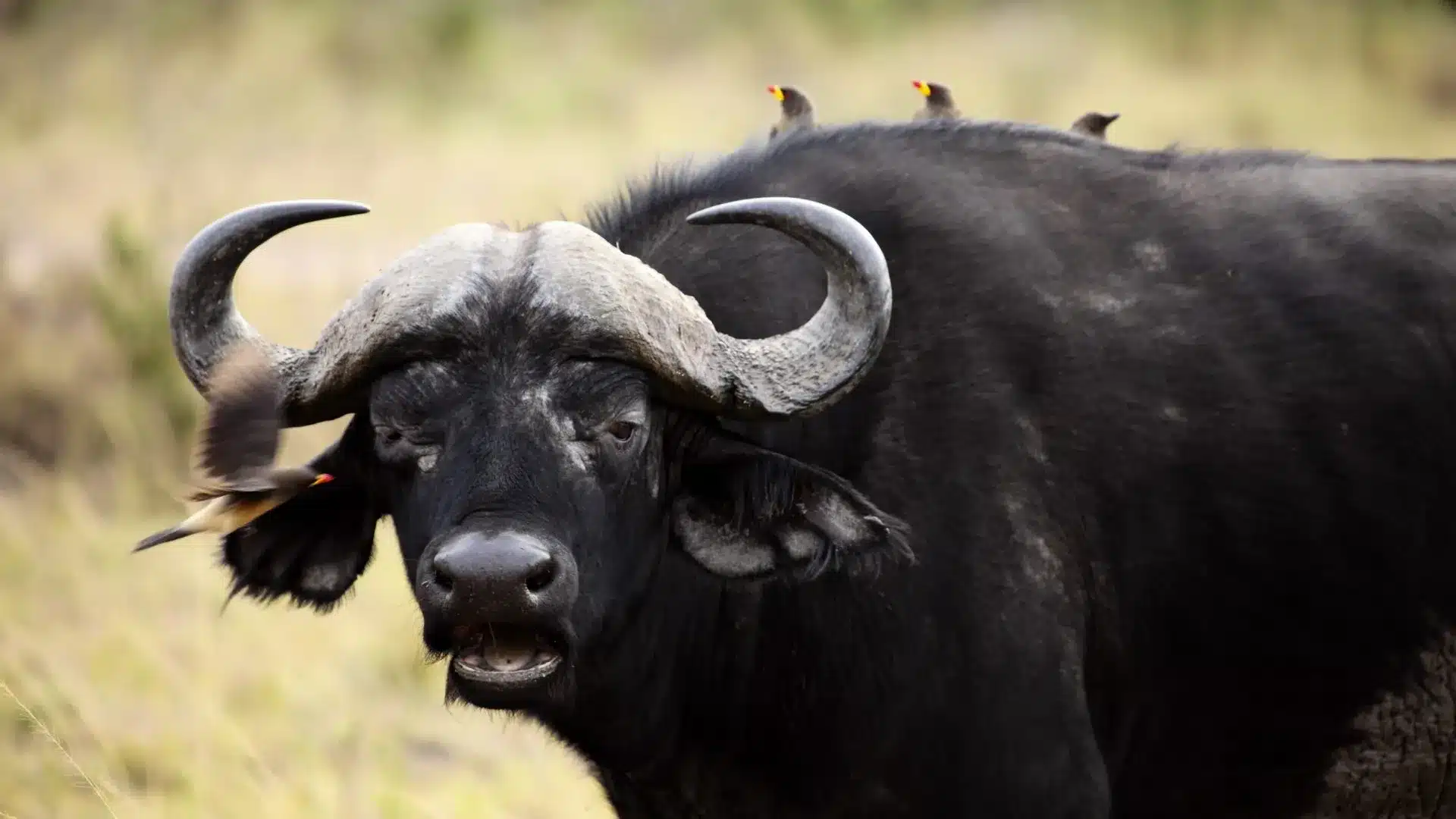 1 Tarangire Safari Lodge