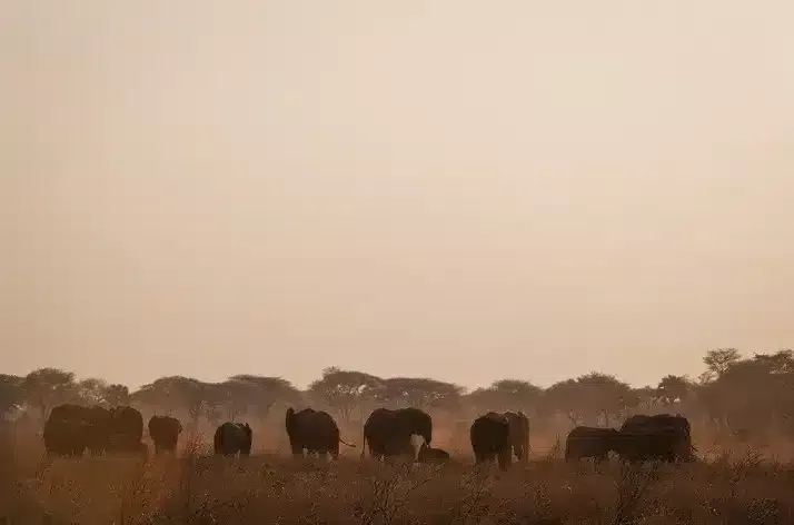 10 Chada Katavi Camp