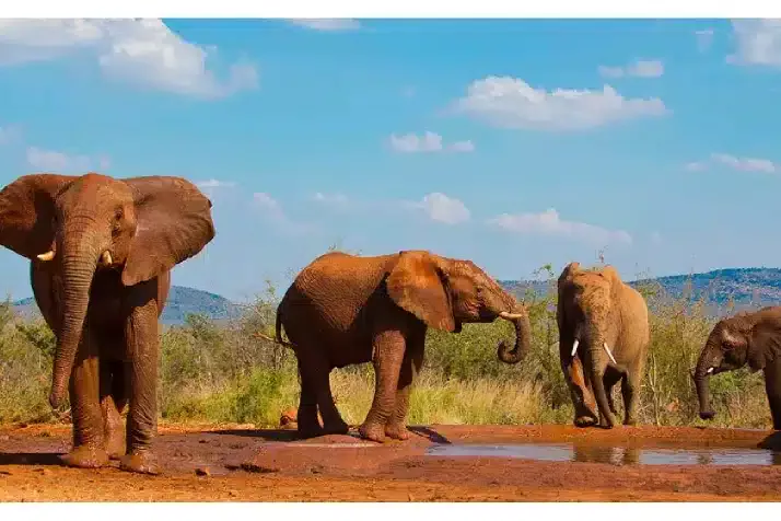 23 Molori Safari Lodge
