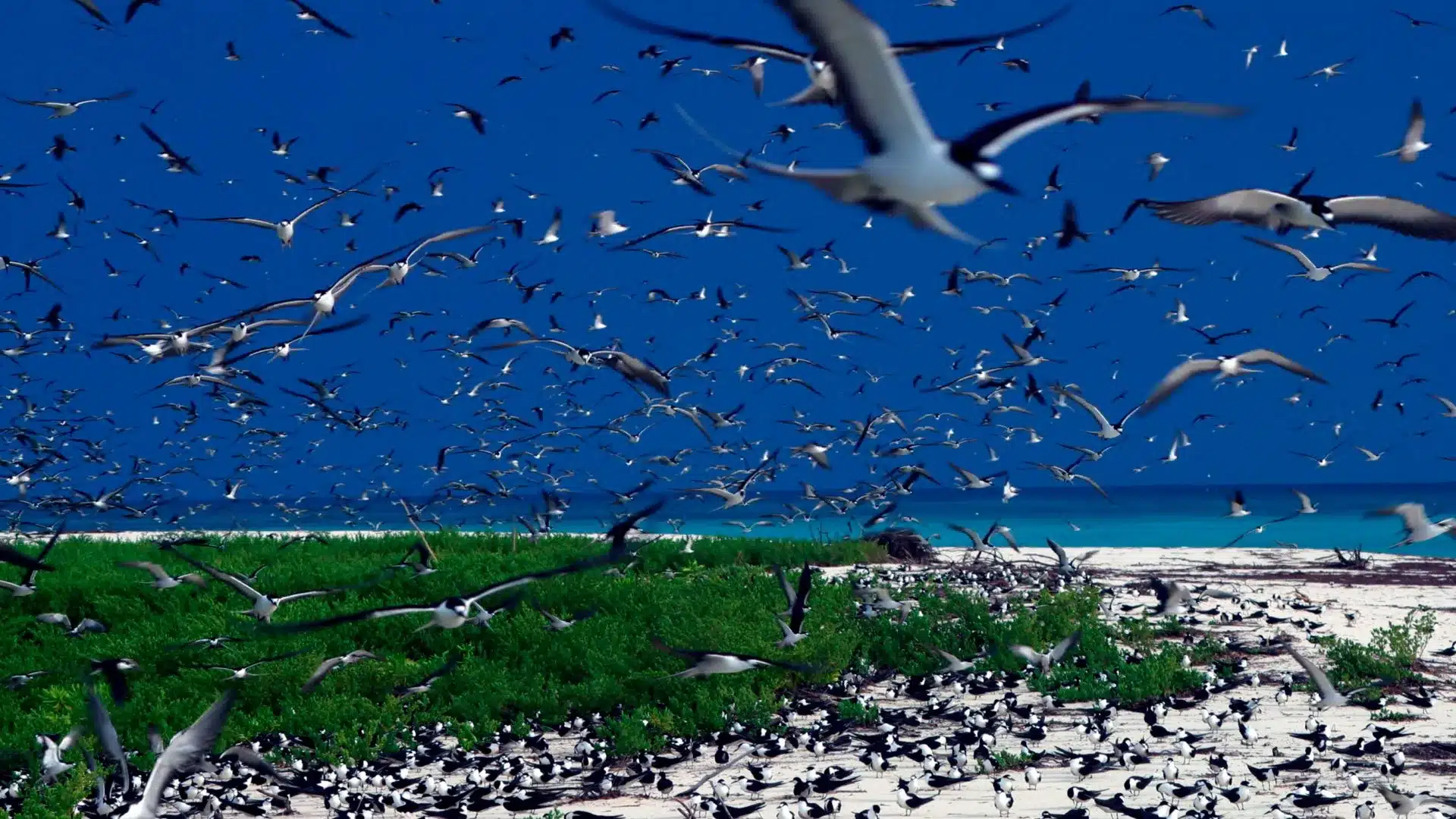 27 Bird Island