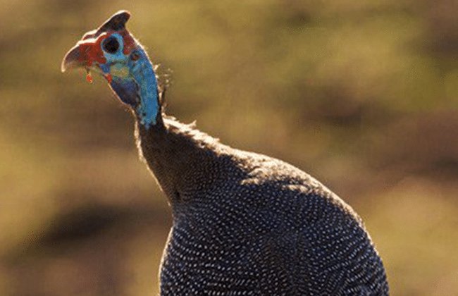 Helmeted Guineafowl Safari Trivia