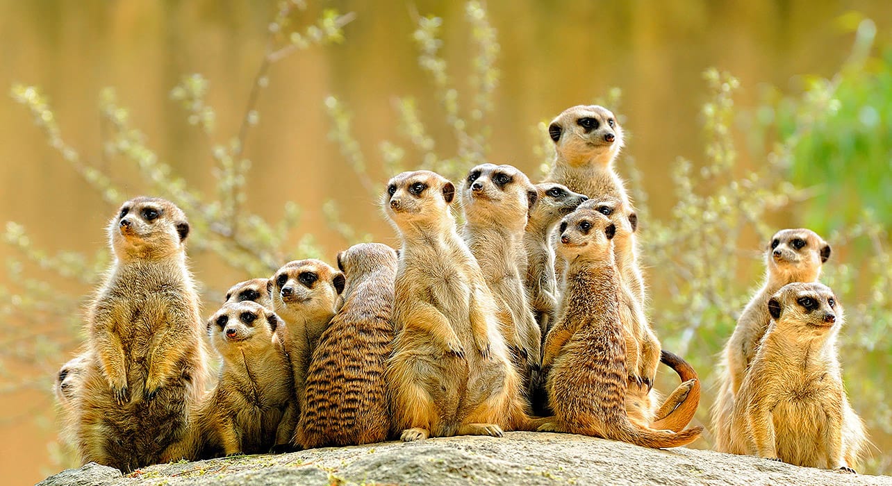 Meerkats