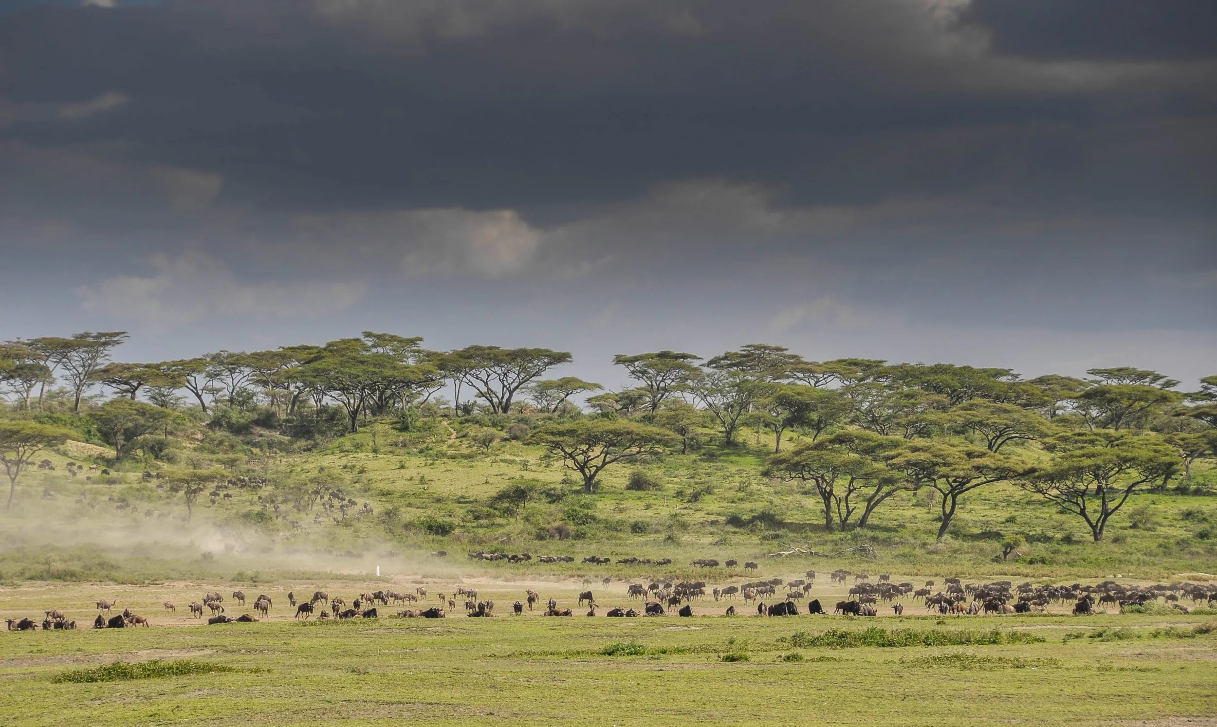 Ndutu Safari Lodge