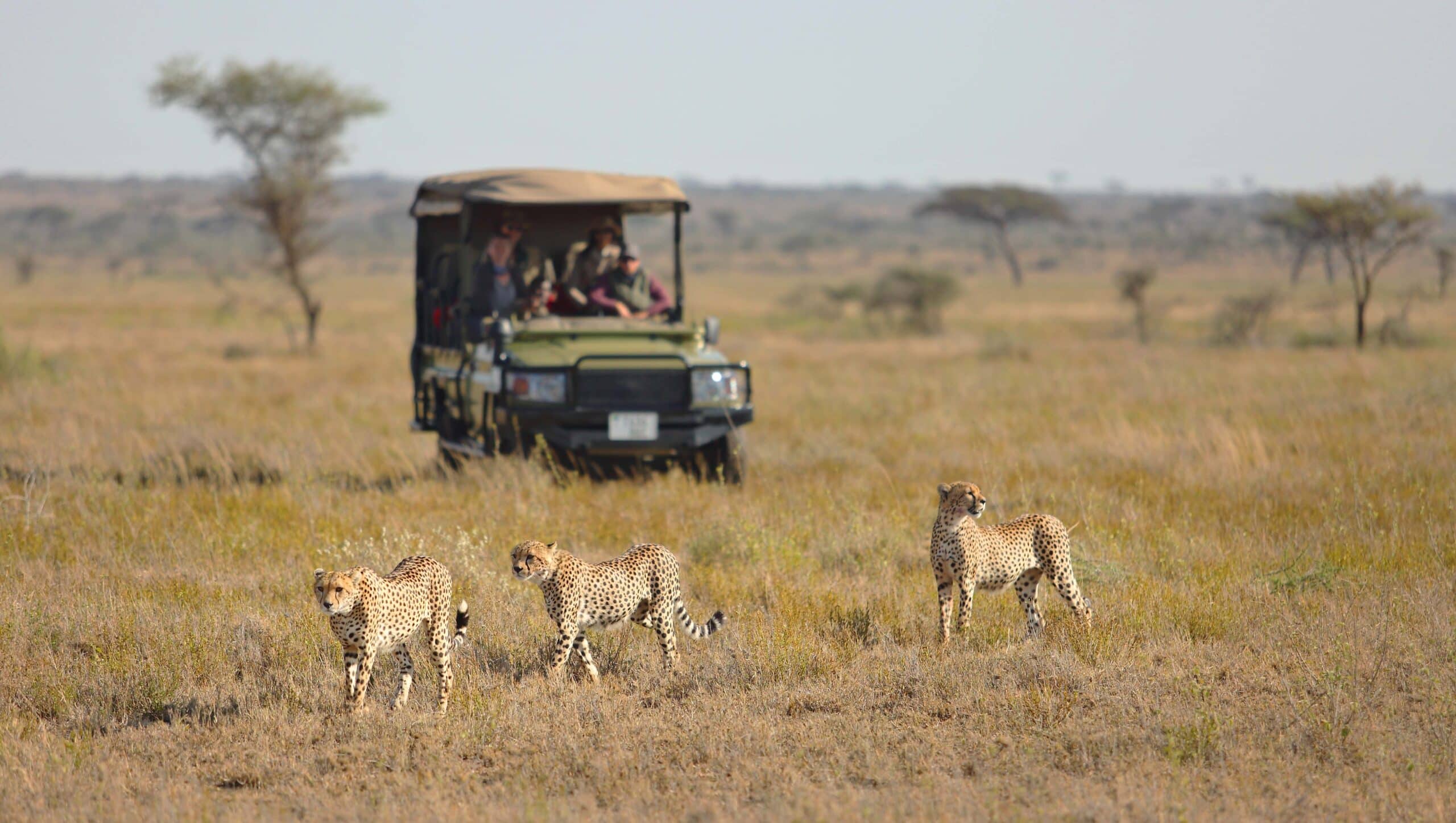 Namiri Plains - Game drive with Cheetah