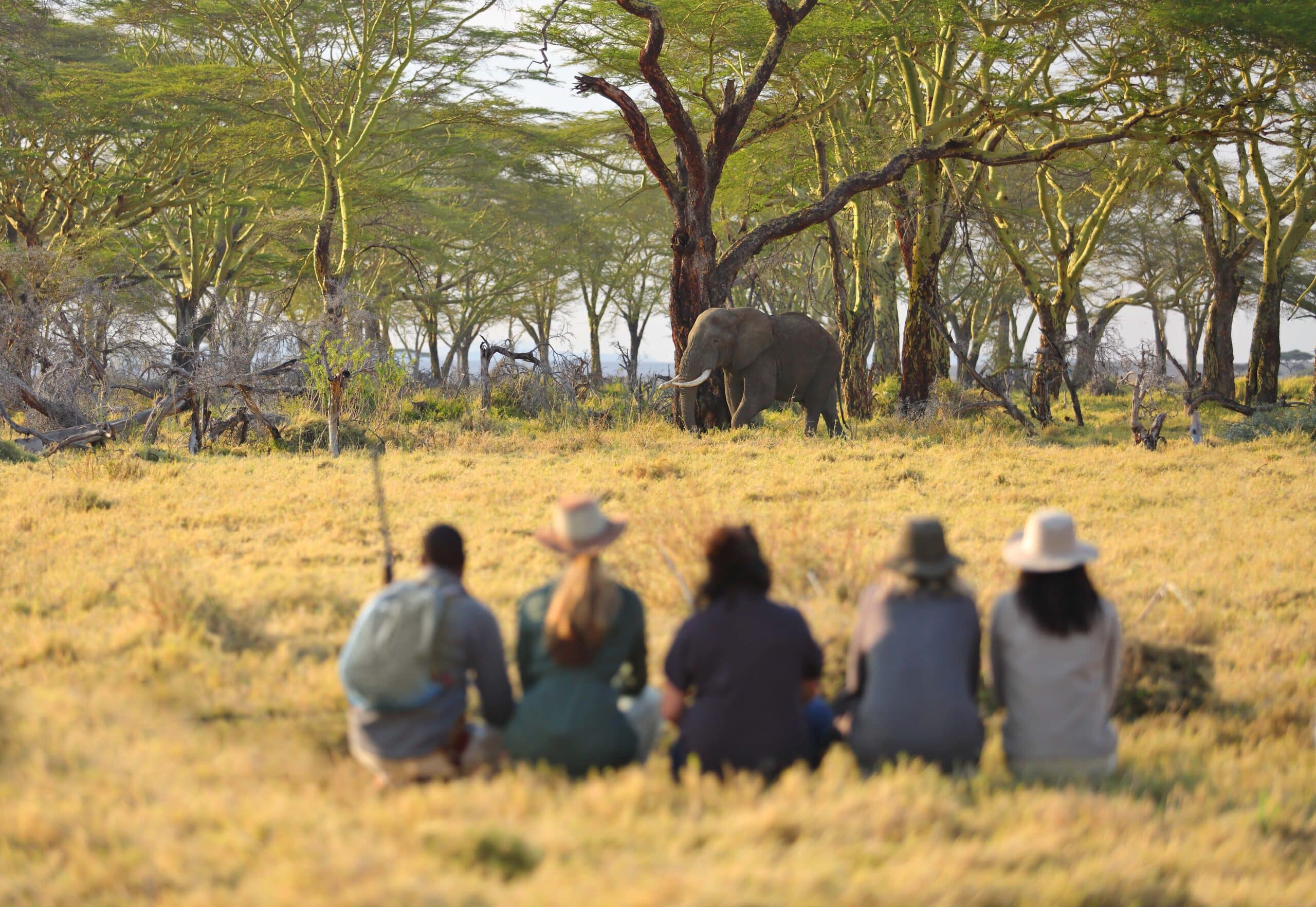 Namiri Plains - Walking with Elephant