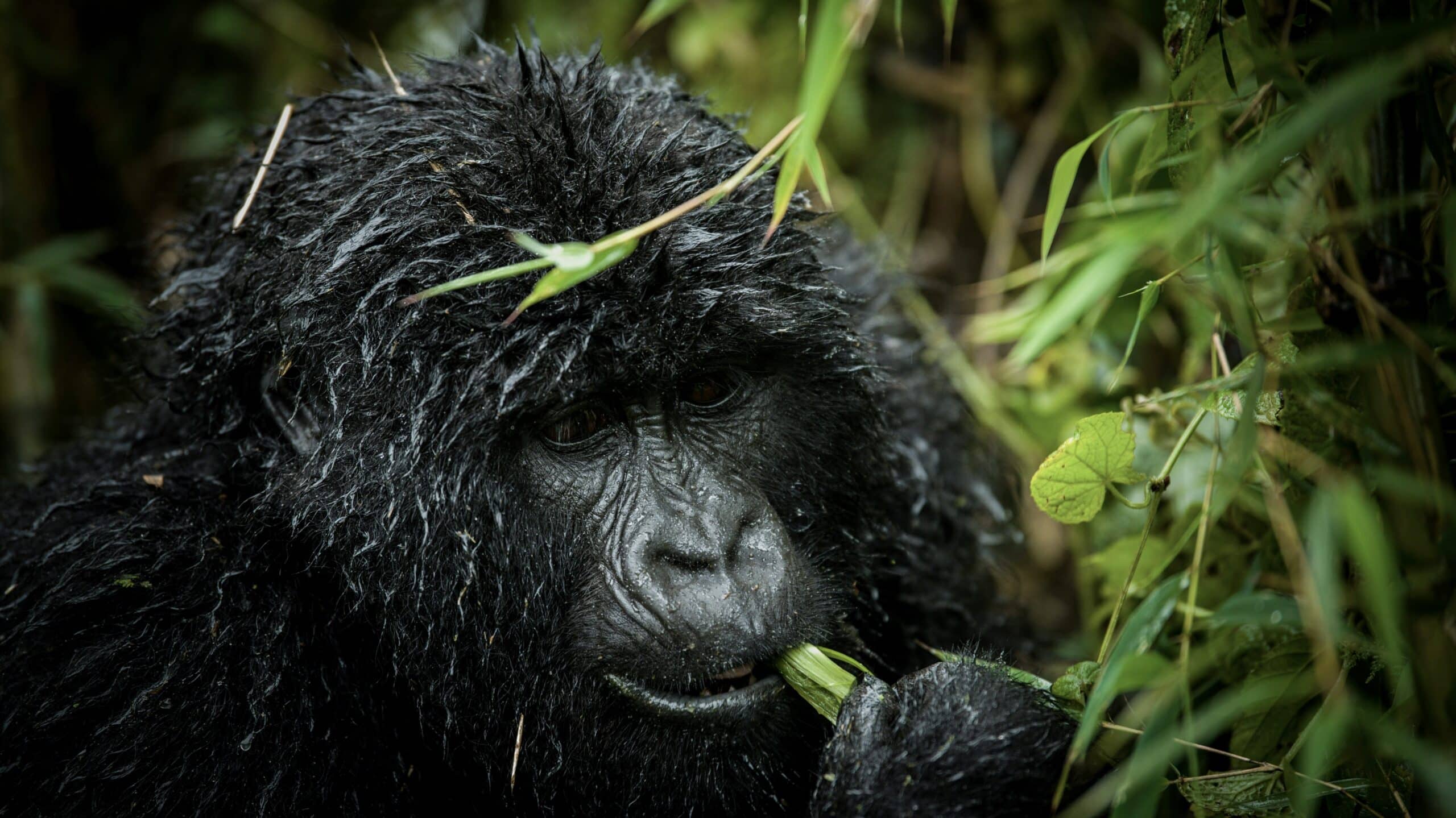 close up of a rwandan gorilla