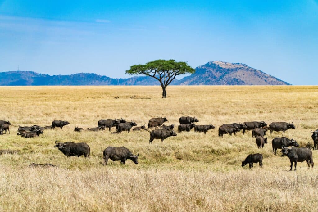 wildebeest on the plains of tanzania