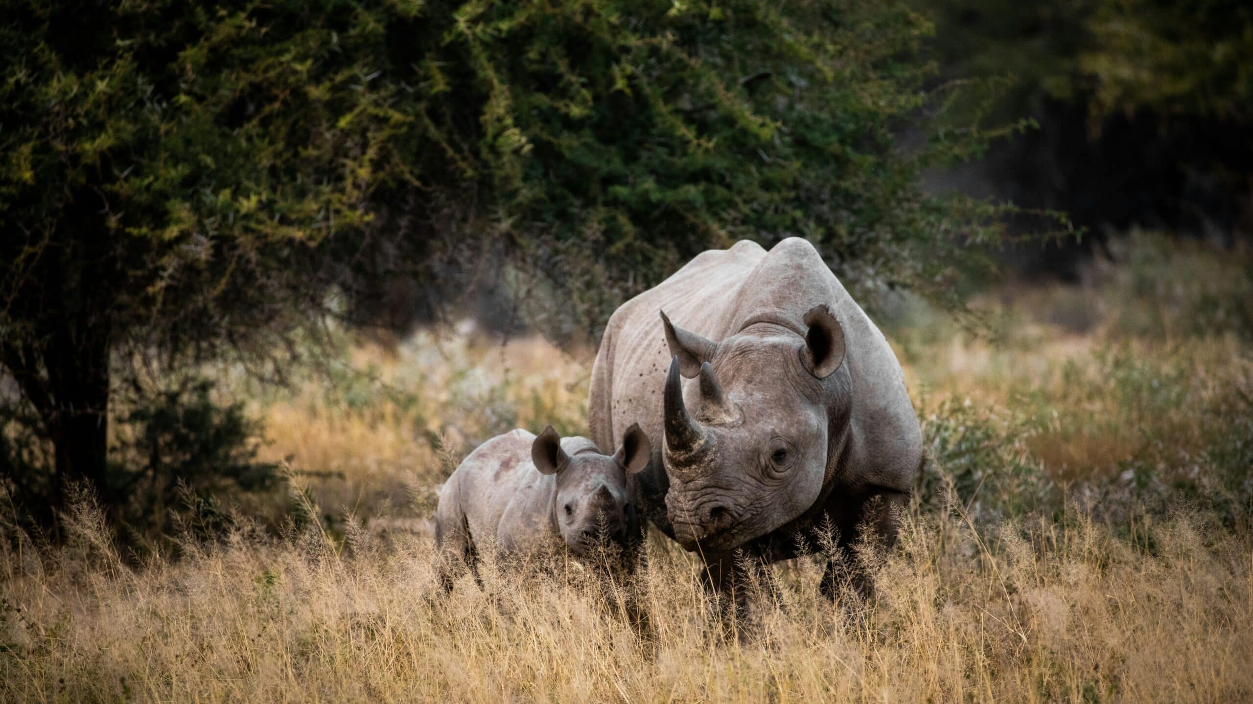 kruger national park rhinos