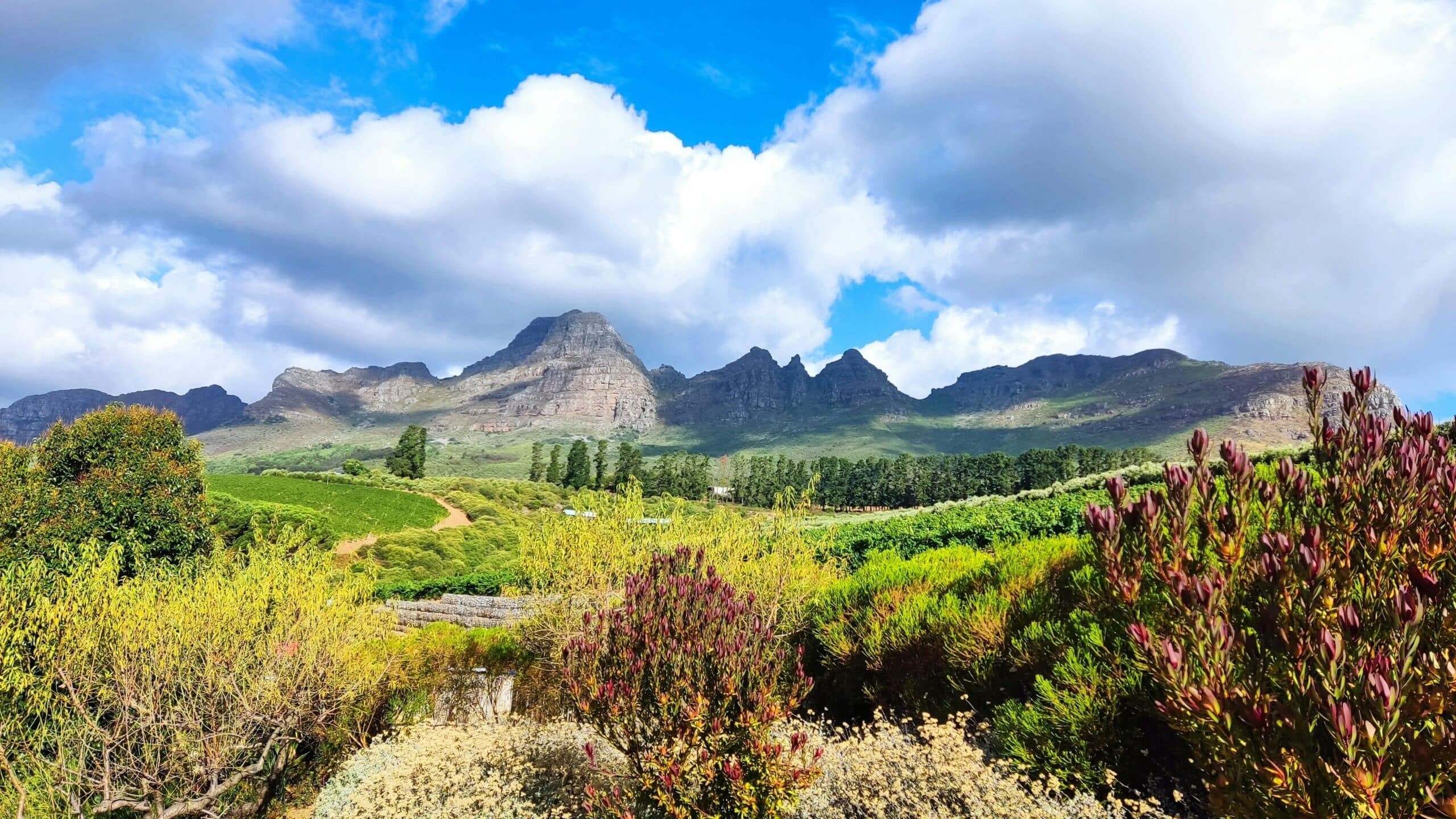 cape winelands south africa