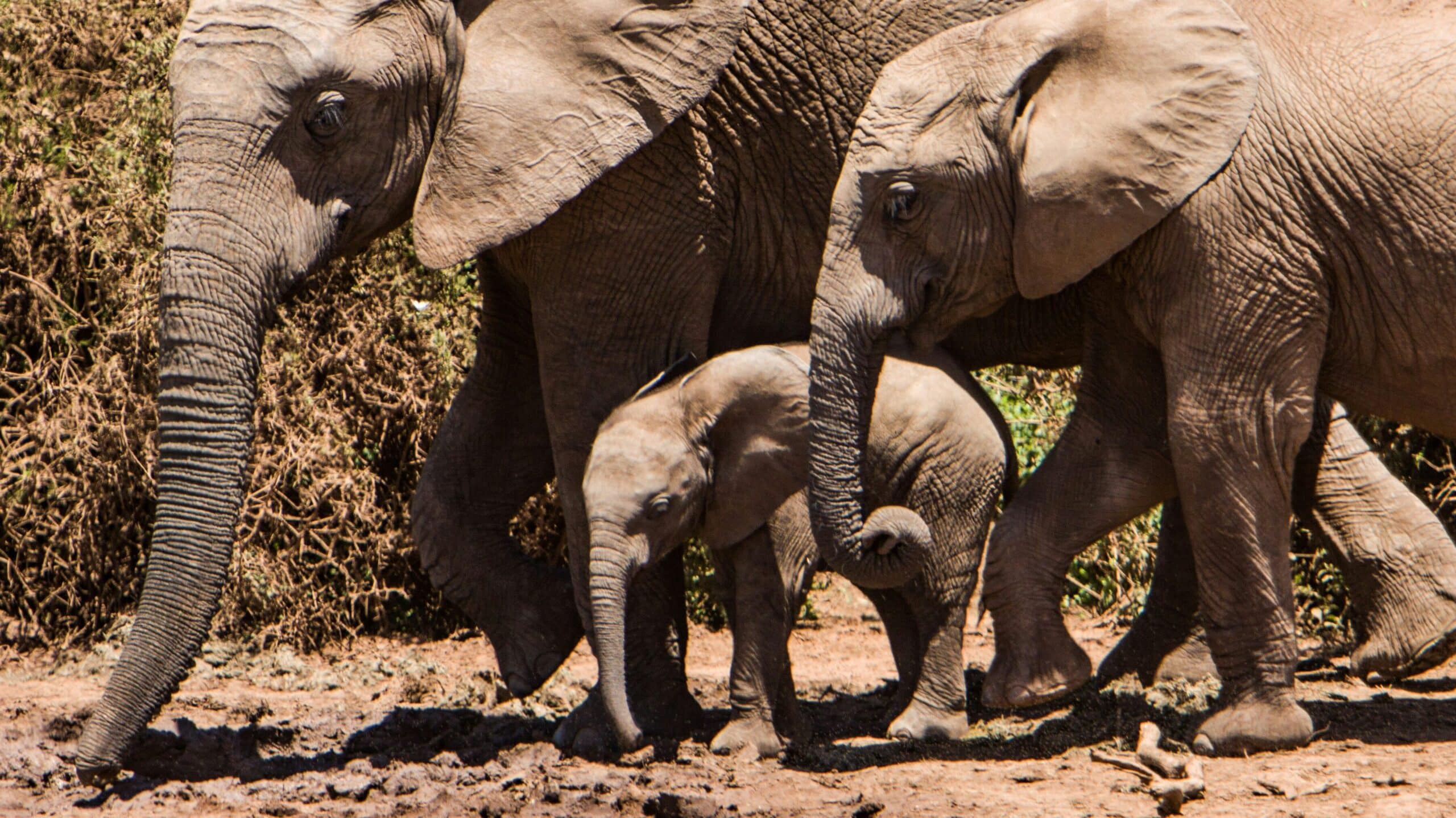 elephant family in addo national park