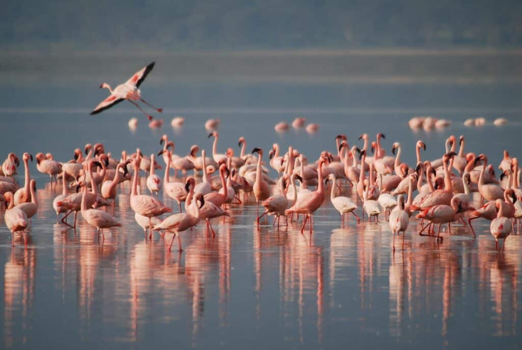 flamingo flock