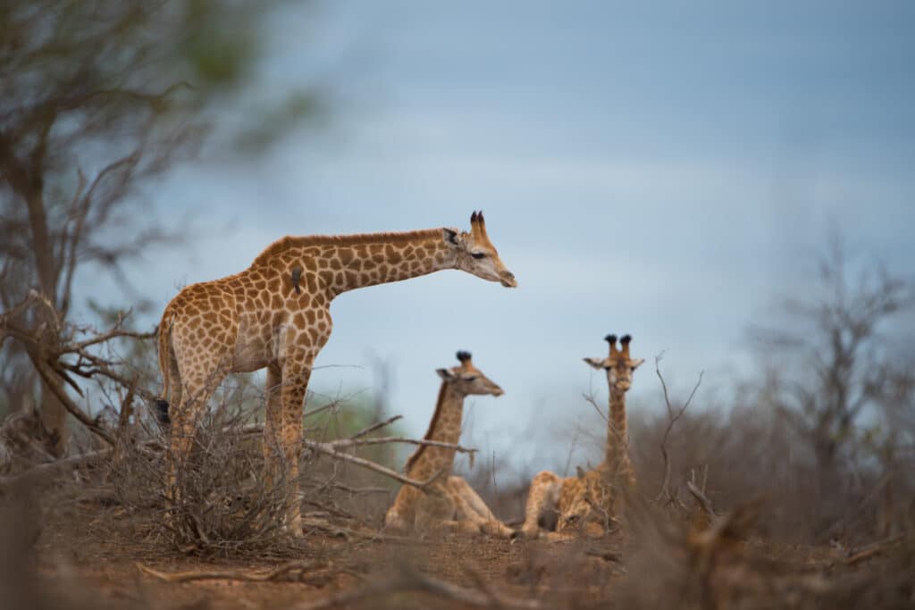 giraffe family photography