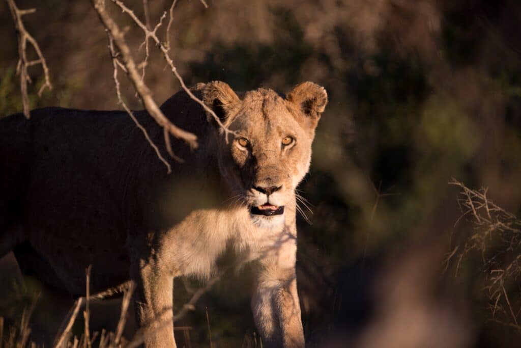 lioness staring at camera