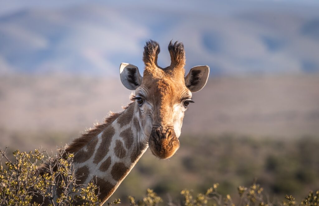 close up giraffe on safari