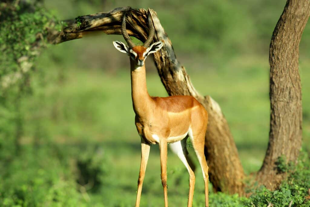 gazelle on safari