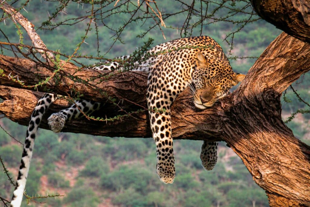 cheetah sleeping in tree photography