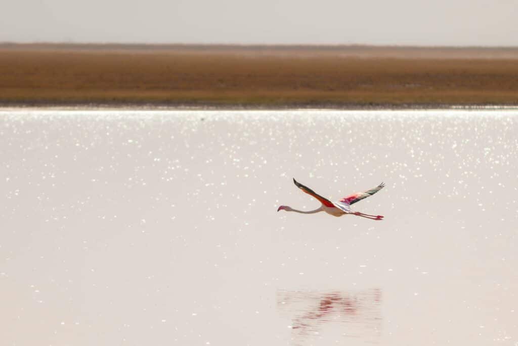 flamingo flying over river