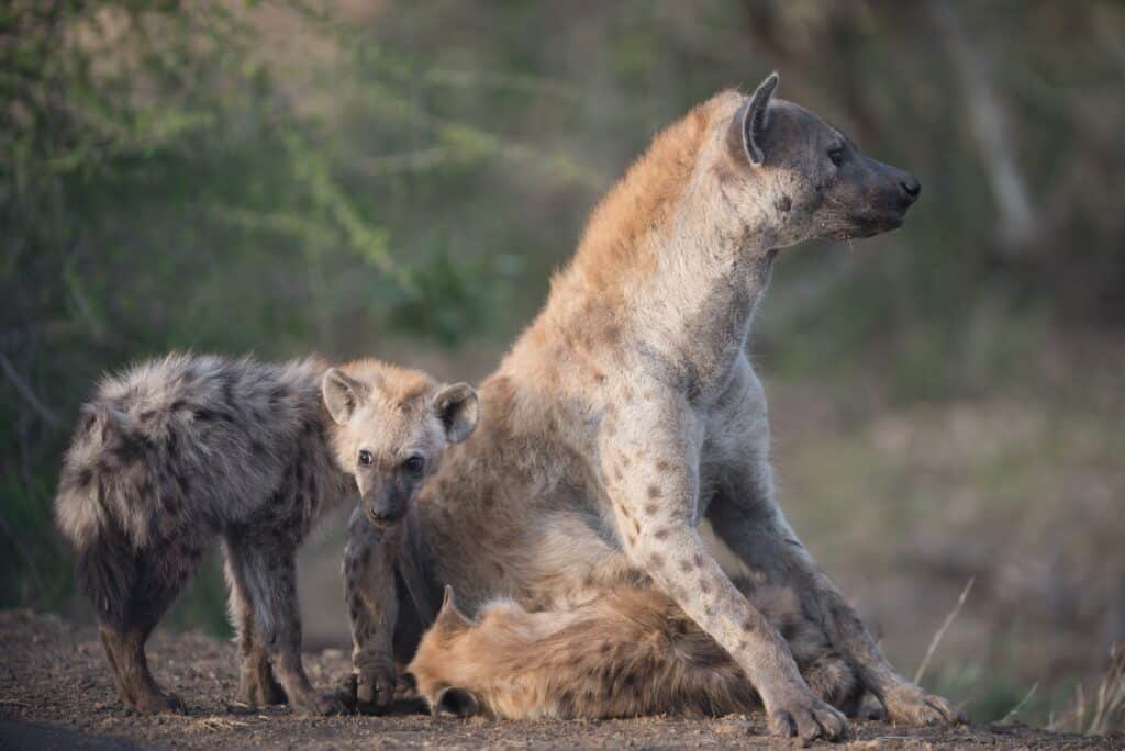 hyena with cubs close up