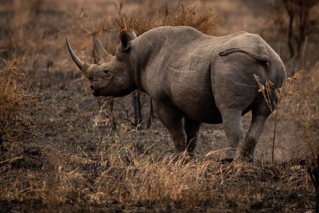 rhino photography on safari