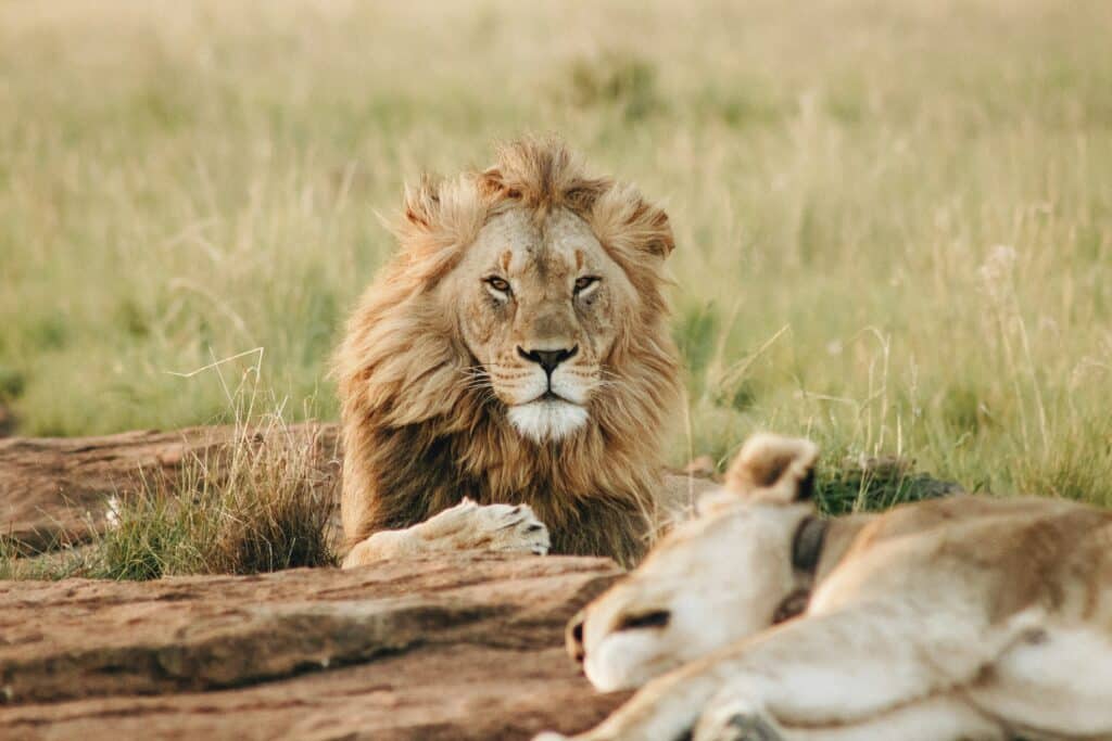 African lion safari photography