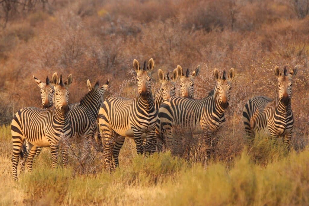 zebra family