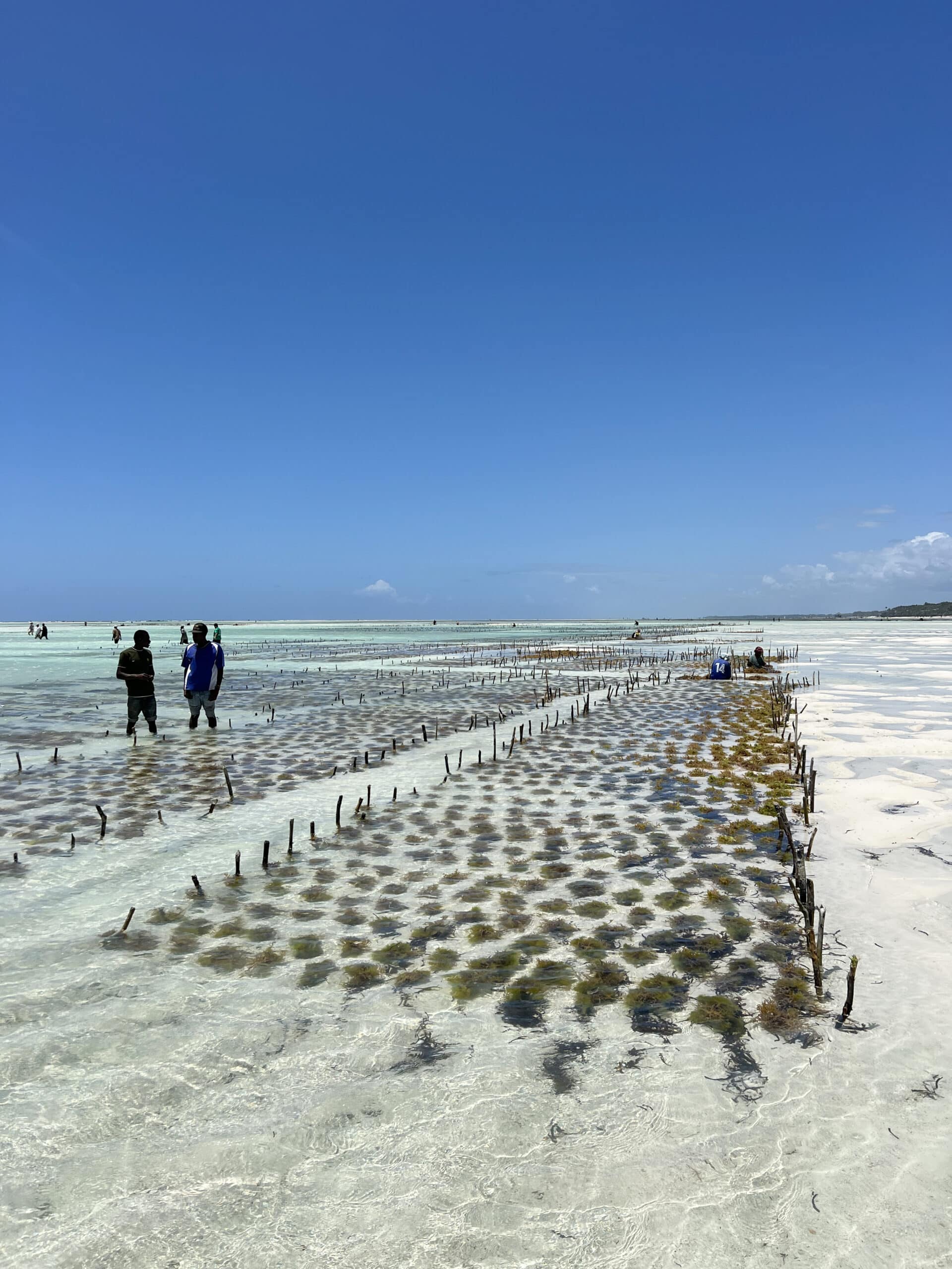 Plantation d_algues - Algae plantation - Jambiani