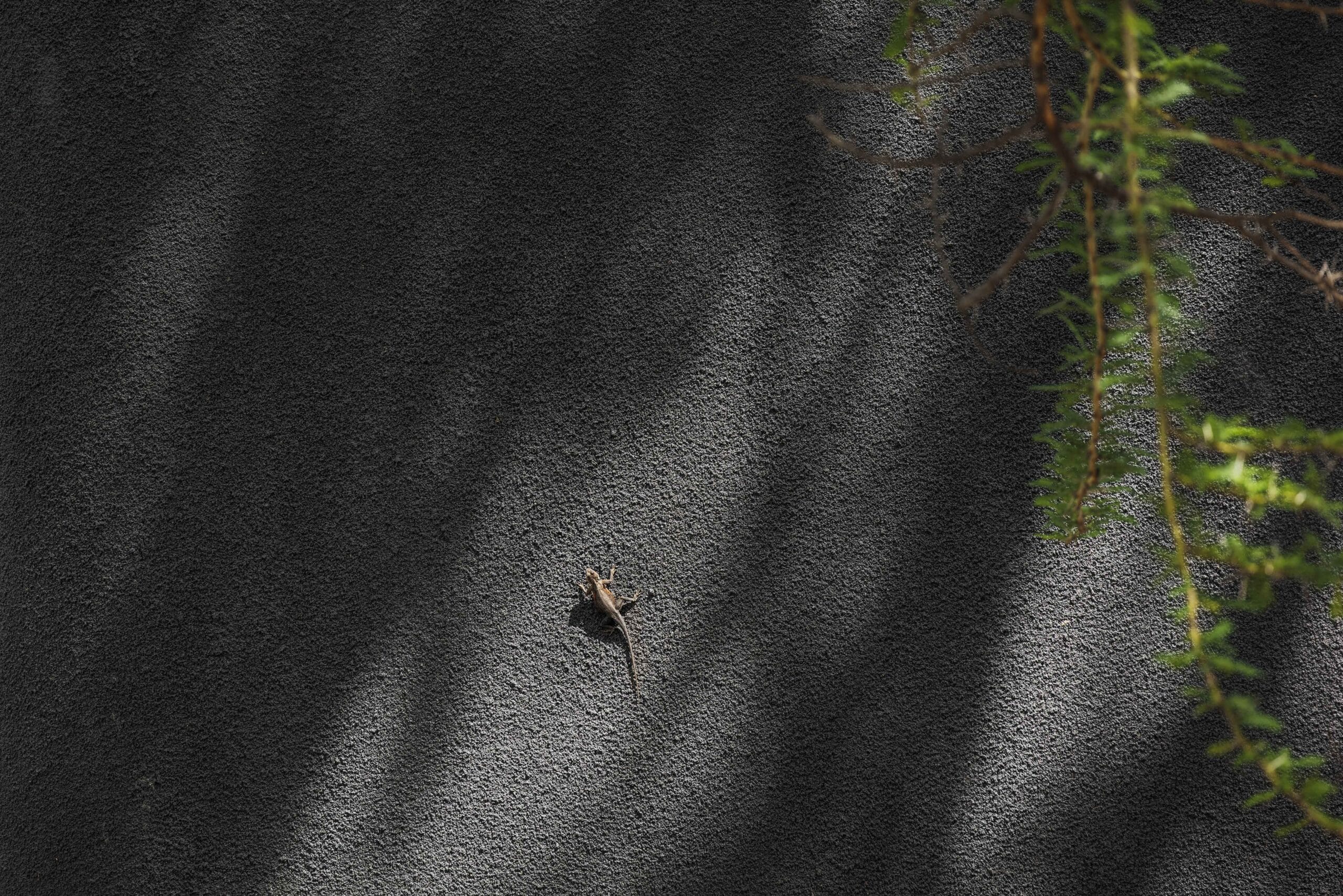 AgamaClimblingWall